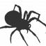 spider.png